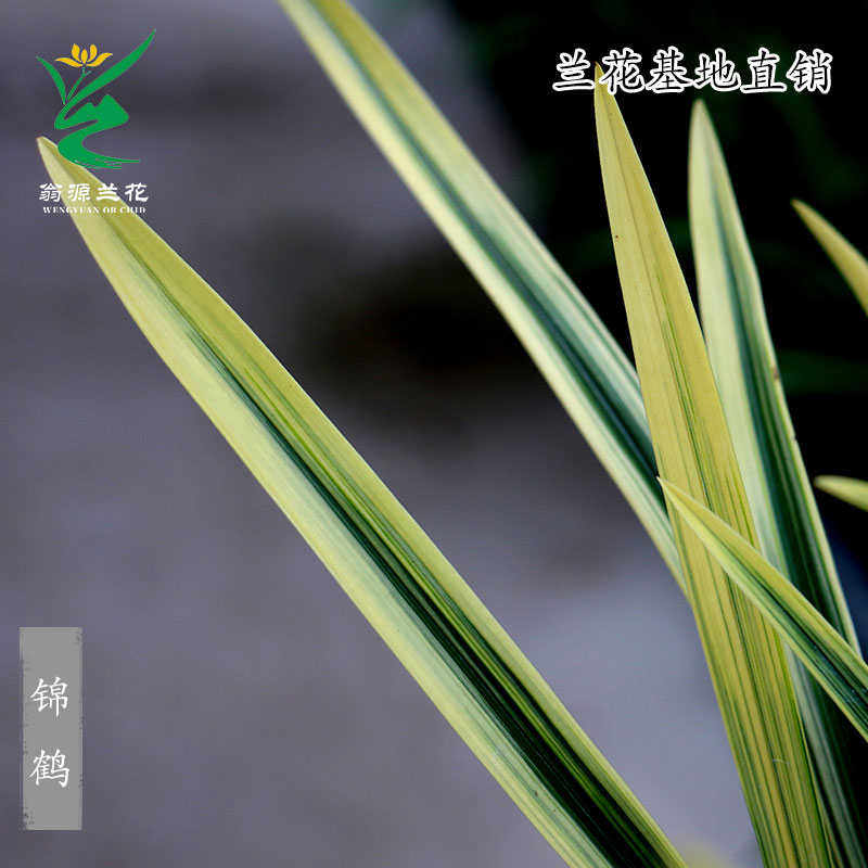 喜花里兰花苗【锦鹤】建兰铭品叶带金边鹤艺开花浓香室内绿植花