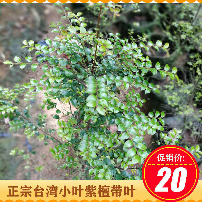 小叶紫檀树苗 小叶紫檀苗 名贵4大苗木之一高档室内盆栽紫檀树