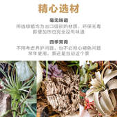 DH爬虫陆龟蜥蜴饲养箱生态立体背景板雨林爬宠景观生态造景背景墙