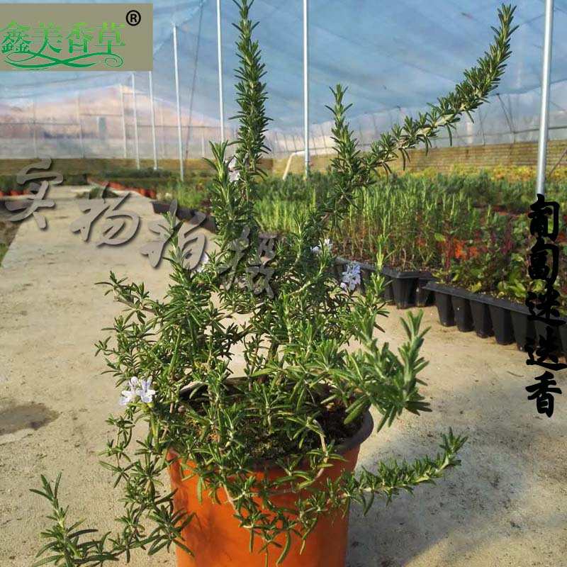 匍匐迷迭香盆栽芳香植物香草盆栽花卉驱蚊西餐调料百里香开花包