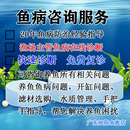 鱼病诊断 鱼病咨询 水族观赏鱼病咨询服务 鱼病医生 金鱼咨询服务