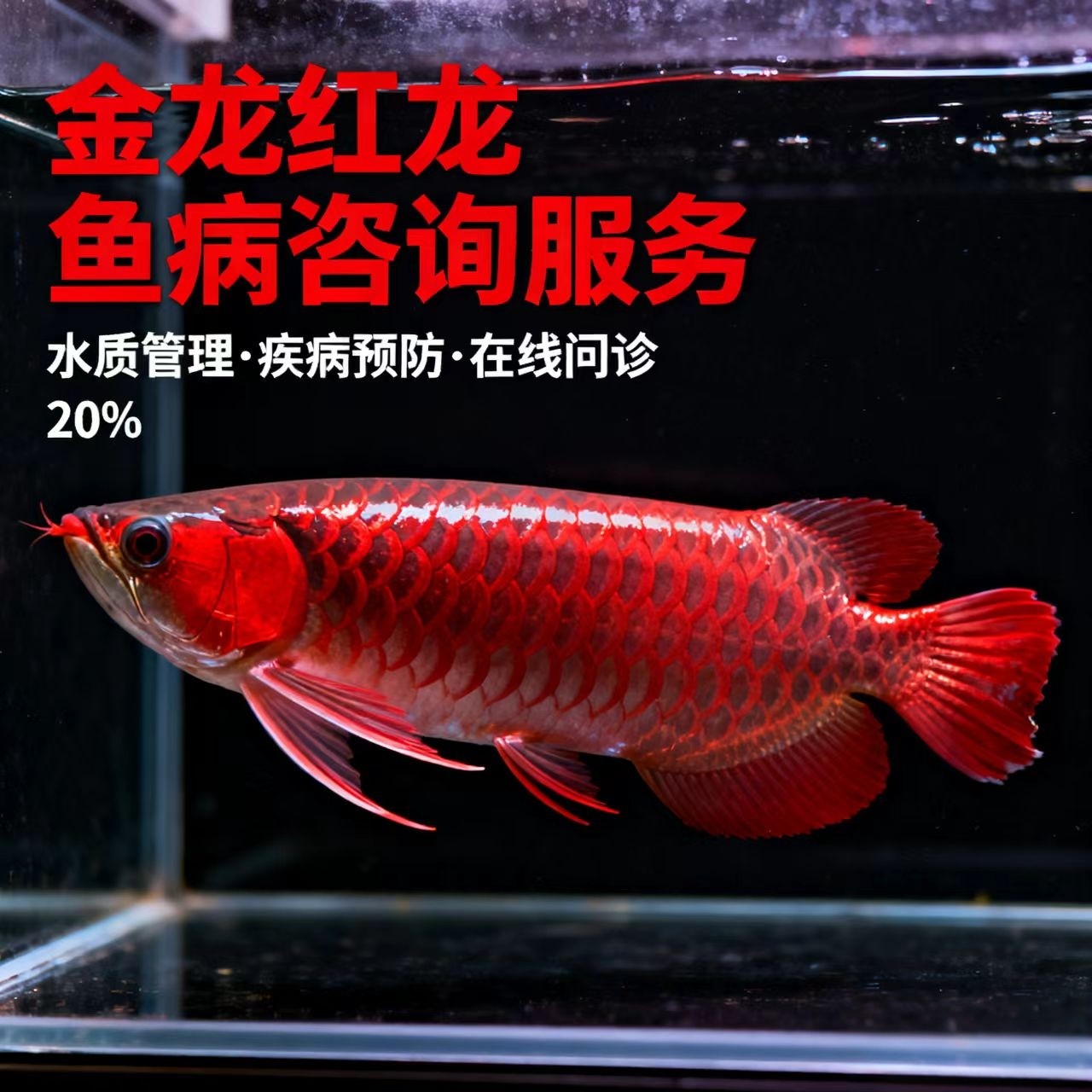 龙鱼咨询服务金龙鱼红龙鱼龙鱼疾病龙鱼药水指导咨询趴缸掉眼拒食
