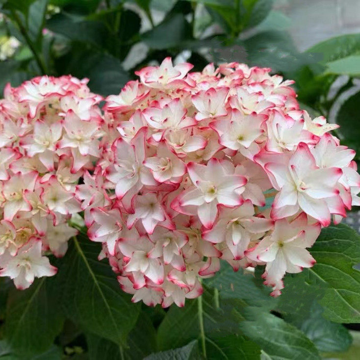 旭裳花卉 绣球许愿星 辉夜姬夏洛特公主恋物语盆栽庭院花园八仙花