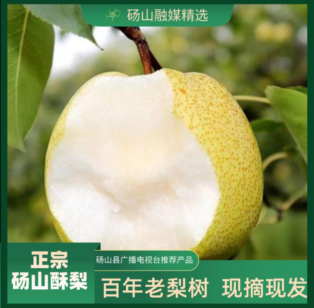 【现采现摘】安徽砀山酥梨5斤9斤 脆甜多汁新鲜应季水果 百年梨树