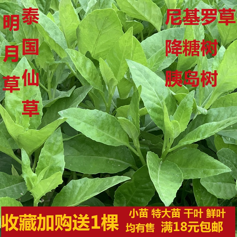 明月草苗 救命草 泰国仙草 尼基罗草神仙草 降糖草盆栽 鲜叶 干叶