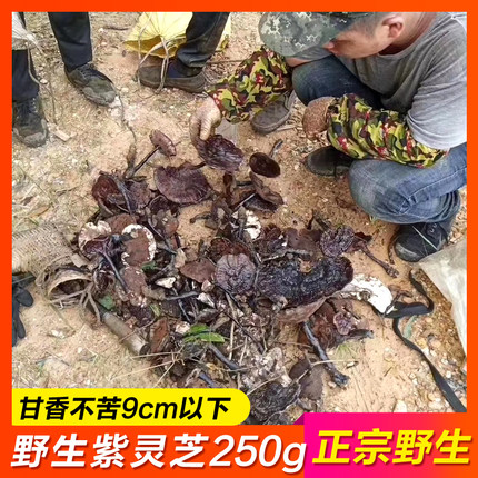 【小个纯野生紫灵芝250g】深山天然野生灵芝整枝带孢子粉9cm以下