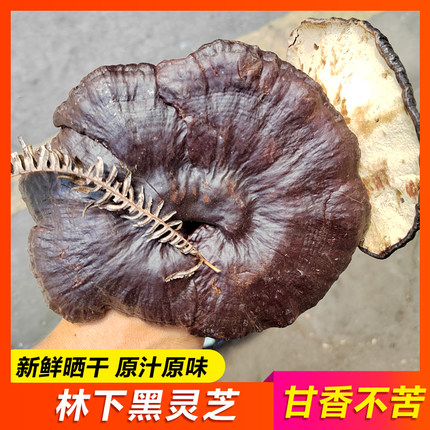 【黑灵芝500g】深山采摘天然半野生灵芝 甘香不苦整枝林芝可切片