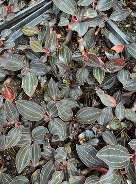 福建新鲜公石松 石上藕 石蚕 带盆发货基地直发石面莲小盆栽