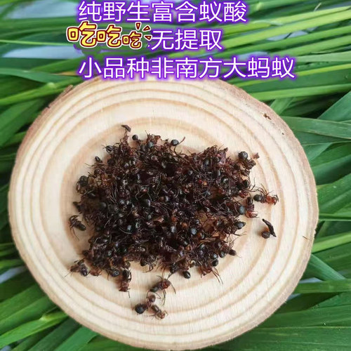 东北黑蚂蚁正品野生泡酒料