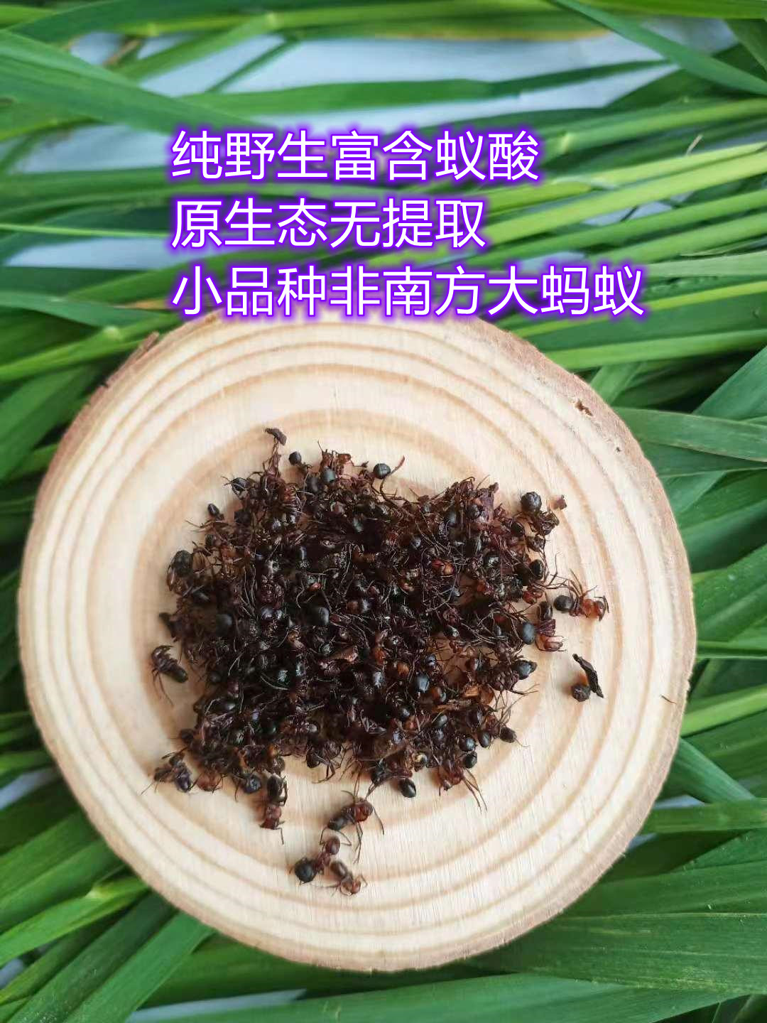 东北黑蚂蚁正品野生泡酒料