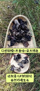 东北柞木黑木耳干货大兴安岭菌菇椴木秋木耳 软糯肉厚木香