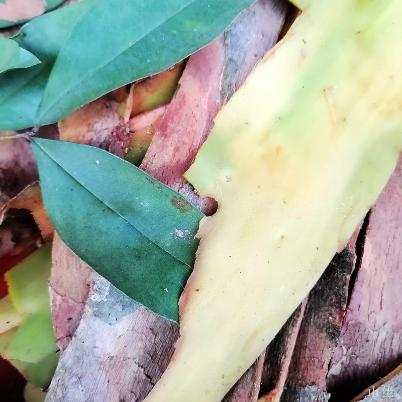 广东凉茶材料天然野生黄牛茶黄牛木根木皮木叶山狗芽根树皮中药材
