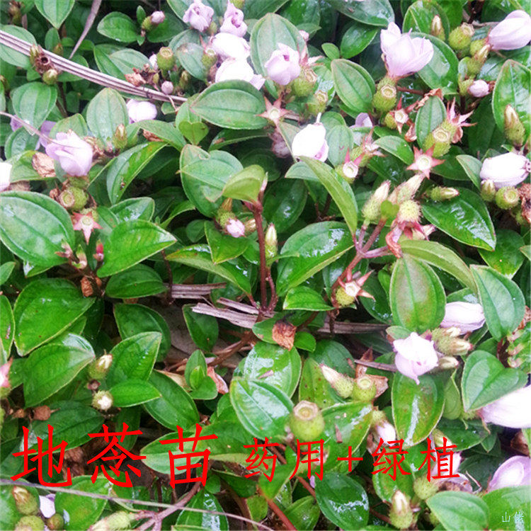地稔草铺地锦易活四季绿植药用