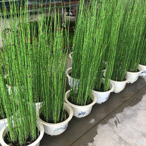 木贼笔管接骨草易活庭园阳台盆栽
