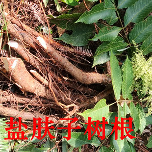新鲜盐肤木根五倍子树根木盐树中药材盐酸白树盐霜柏红盐果山盐青