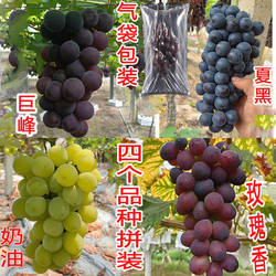 正宗马陆葡萄巨峰巨丰无籽奶油味醉金香夏黑葡萄无核水果新鲜现摘