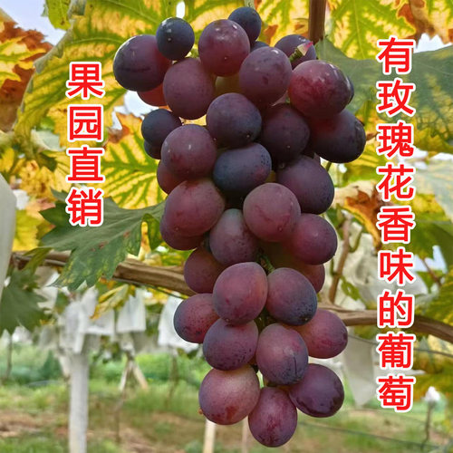 马陆葡萄玫瑰香葡萄润发果园直销