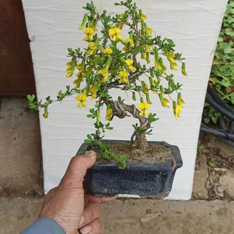 黄金雀花苗树桩盆栽植物春天开花