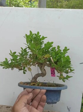黄杨盆栽微型四季常青绿植童子功