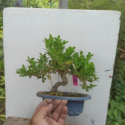 黄杨盆景老桩造型小叶童子功矮霸掌中宝微型盆栽绿植四季常青实拍