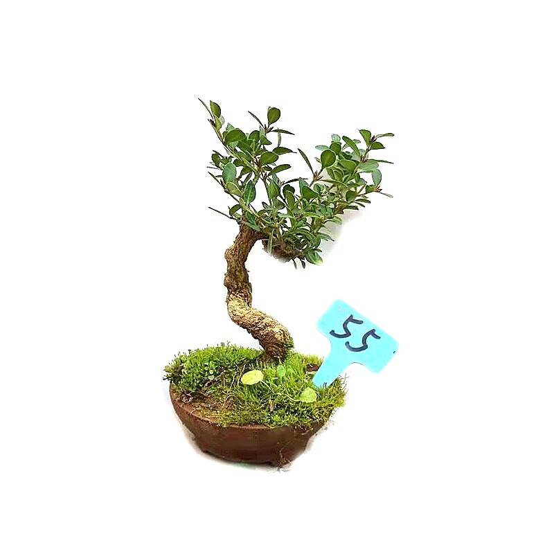 黄杨盆景老桩造型小叶童子功矮霸掌中宝微型盆栽绿植四季常青实拍