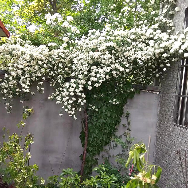 轩辕社白木香花藤本春季浓香多花