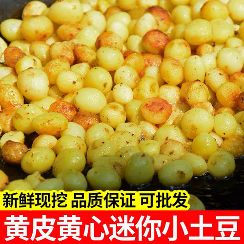 贵州迷你小土豆炸洋芋专用