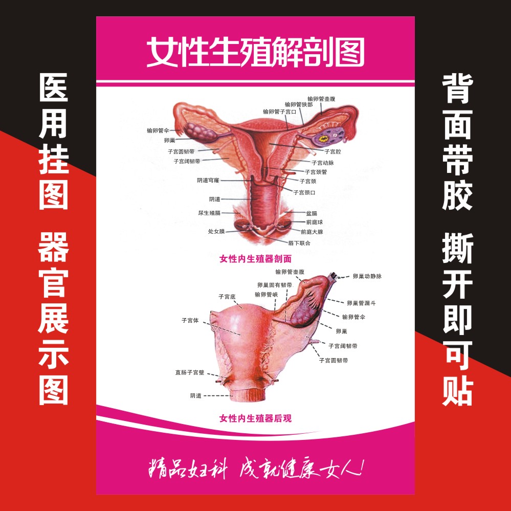 医院挂图妇科女性生殖器乳房子宫孕育图泌尿系统贴墙海报定制自粘