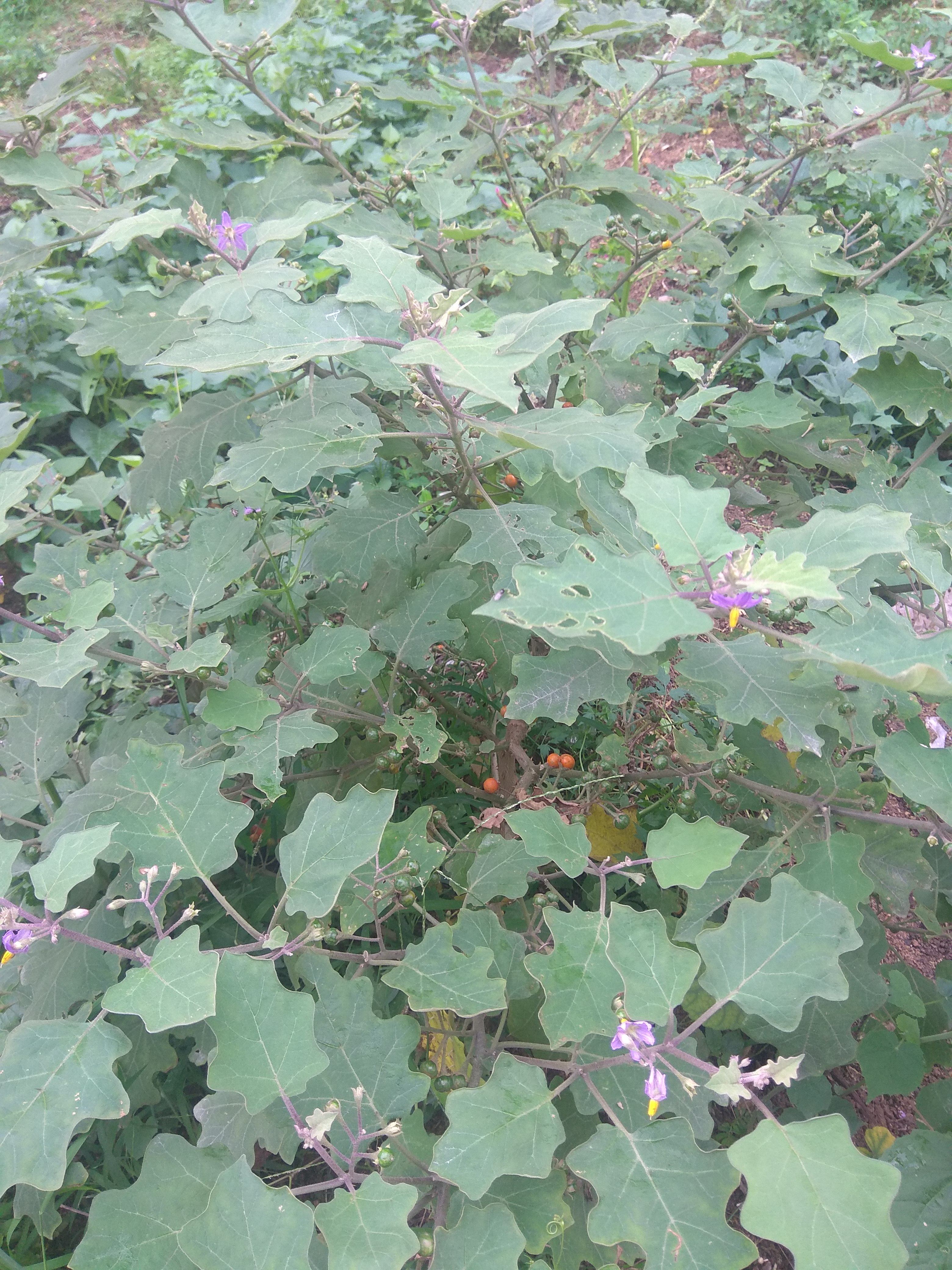 中草药 鲜品 干品 根茎 金吊柳 金扣 金吊钮 紫花茄 金钮刺