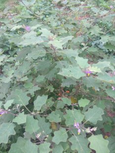 中草药 鲜品 干品 根茎 金吊柳 金扣 金吊钮 紫花茄 金钮刺