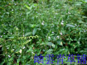 野生中草药麦穗爵床干品