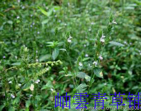 中草药 麦穗红 麦穗癀 爵床 干品 66元/500g