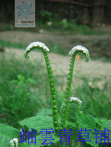 中草药 大尾摇 鱿鱼草 猫尾草 象鼻草 墨鱼须草