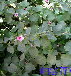 中草药 肖梵天花 山茄簸 八卦拦路虎 地桃花 鲜品/干品 2斤