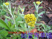 鼠曲草 无心草 清明草 菠菠草 39鲜2斤或干1斤 佛耳草 中草药