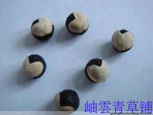 野生中草药 倒地铃种子 倒地铃苗 30元300粒或30颗苗