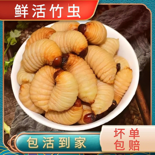 竹虫鲜活云南广东广宁竹笋虫活椰子虫皇竹虫新鲜速冻油炸即食幼苗