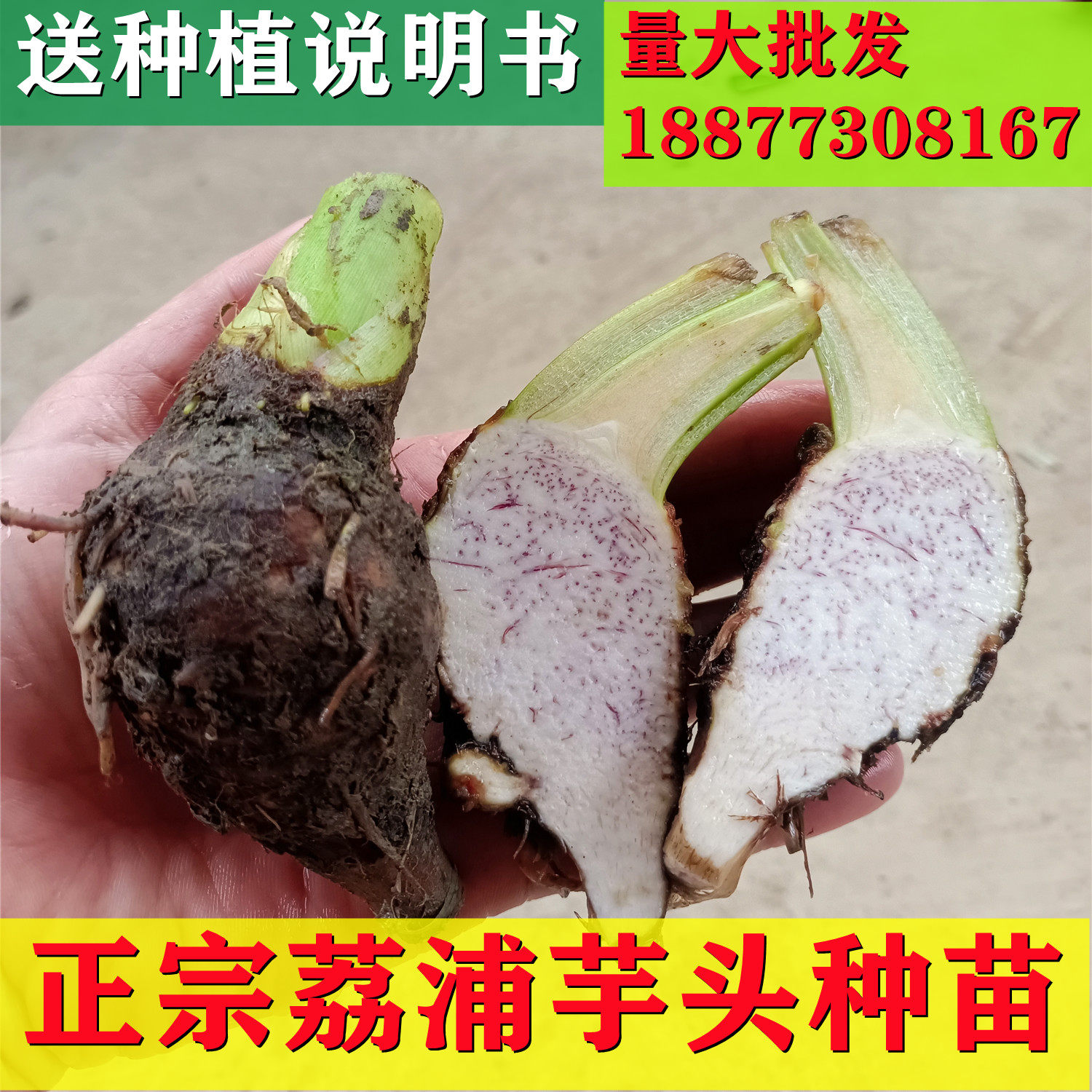 广西正宗荔浦芋头农家种植小芋艿新鲜栽培育芋苗紫藤香芋蔬菜苗