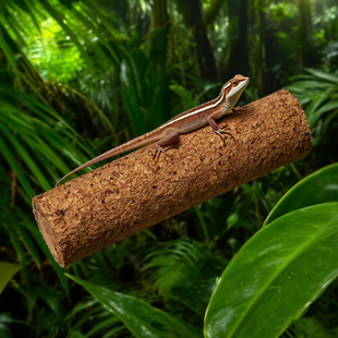 攀爬软木棍睫角守宫巨人盖勾亚宠物木棍树栖爬宠酒塞茶棍