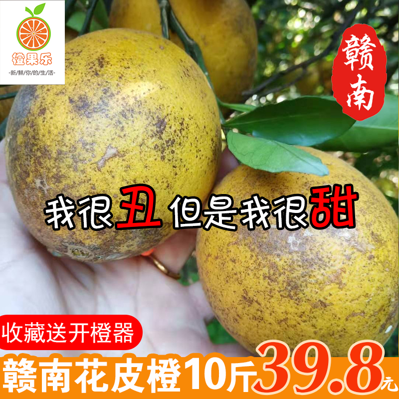 正宗赣南脐橙花皮橙丑橙现摘现发当季水果甜橙子10斤整箱