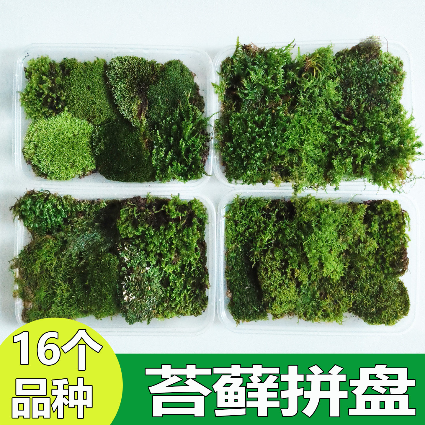 日式苔藓拼盘微景观营养土造景