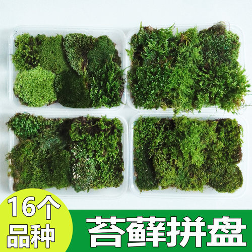 日式苔藓拼盘微景观营养土造景