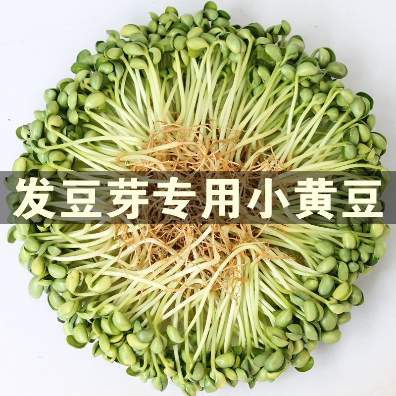 小黄豆250g~发芽率超高~发豆芽专用黄豆农家自种黄豆非转基因黄