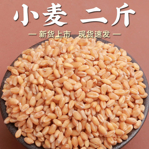 【高品质】小麦粒2斤麦子粒农家小麦小麦子磨面用麦芽糖专用麦粒