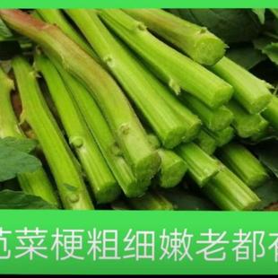 霉苋菜茎带刺刺苋新鲜汉菜梗臭菜茎农产品红苋菜茎臭豆腐原料野菜
