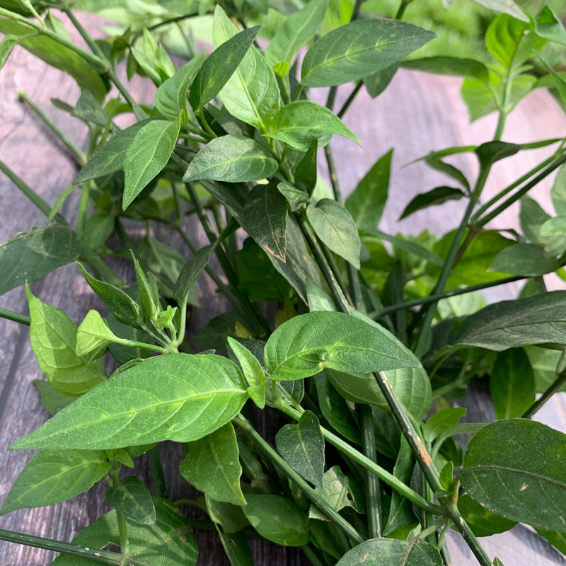 紫蓝草新鲜广西五色糯米饭包粽子花糯米饭植物染料紫蓝草红蓝草紫