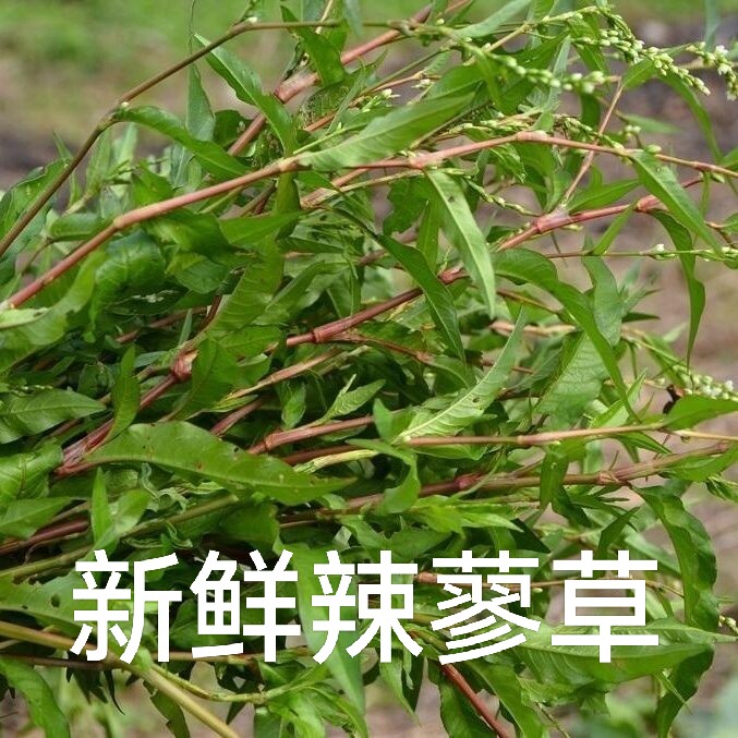 新鲜辣蓼草现挖水鬃蓼 红辣蓼 红花辣马蓼辣寥 辣椒草中草药材