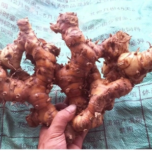 现货南姜潮汕新鲜5斤 野生山姜汕头牛肉火锅去膻调味调料品南姜广