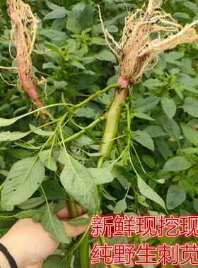 新鲜绿苋菜野生整颗刺苋根刺苋跟现挖刺苋菜头假苋菜猪母菜勒苋菜