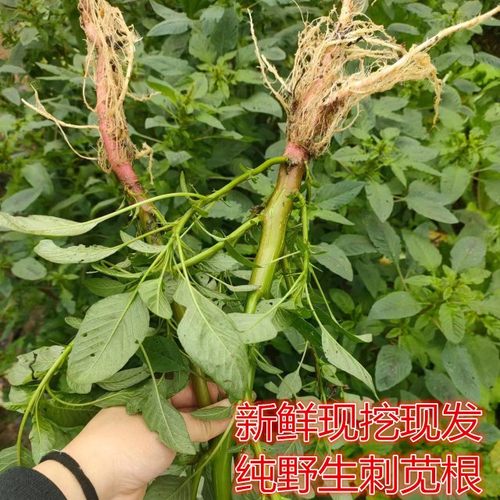 新鲜绿苋菜野生整颗刺苋根刺苋跟现挖刺苋菜头假苋菜猪母菜勒苋菜
